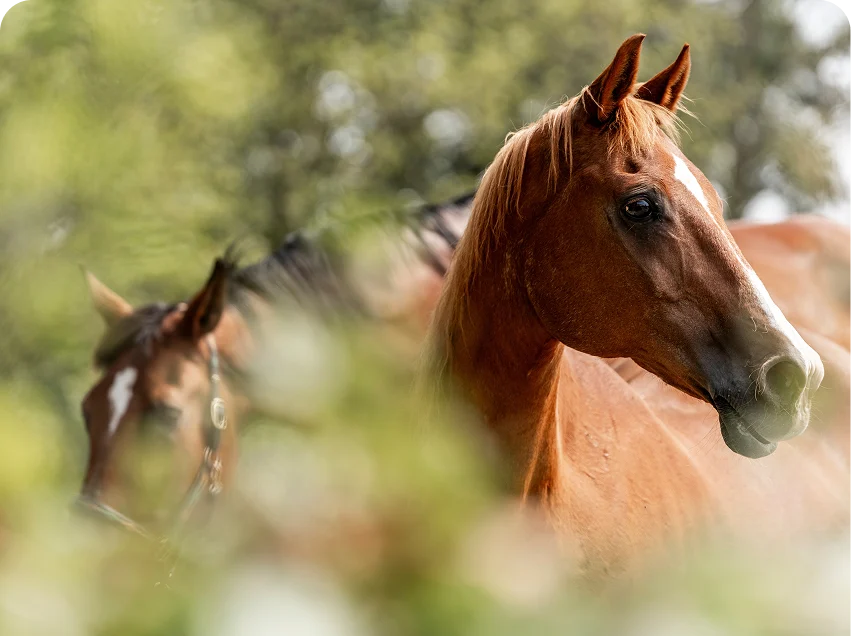 Hoefbevangenheid bij paarden: symptomen en oorzaken