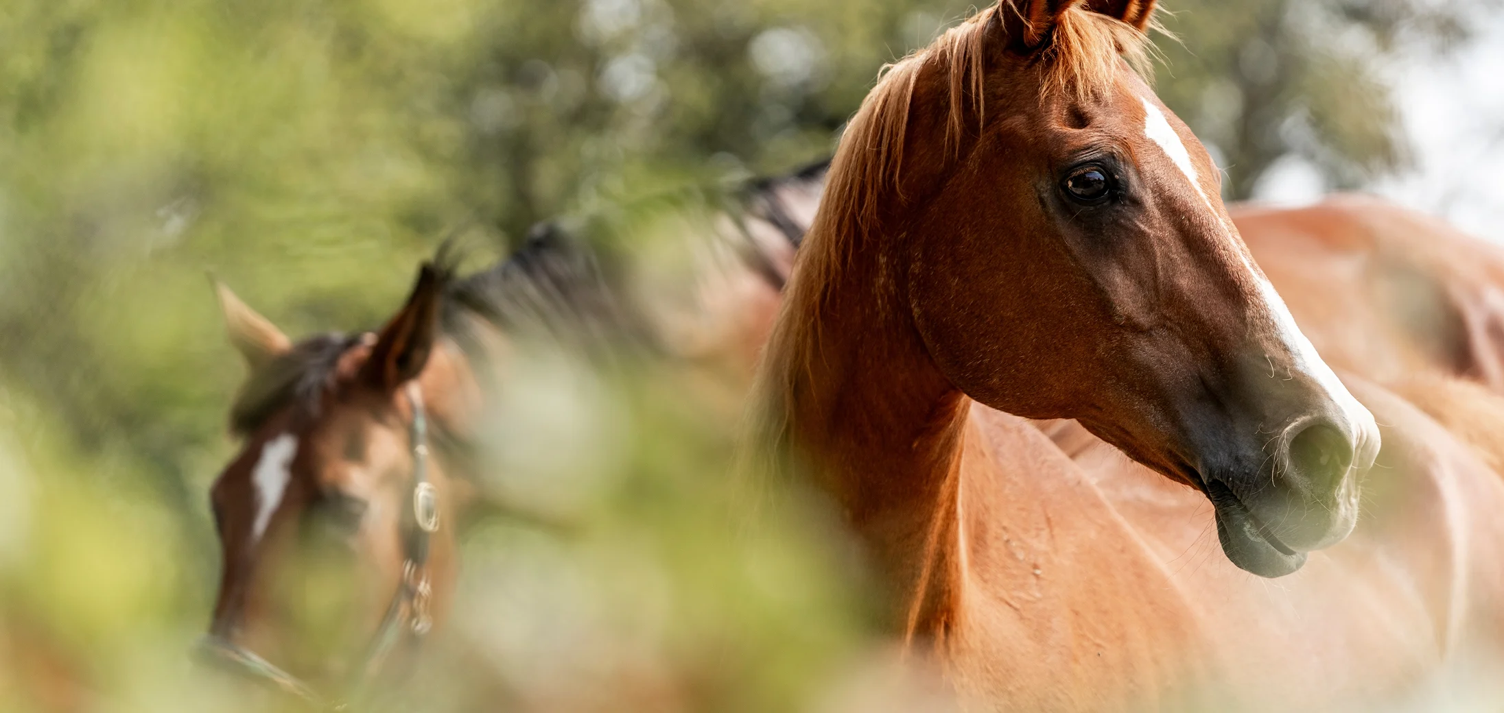 Hoefbevangenheid bij paarden: symptomen en oorzaken