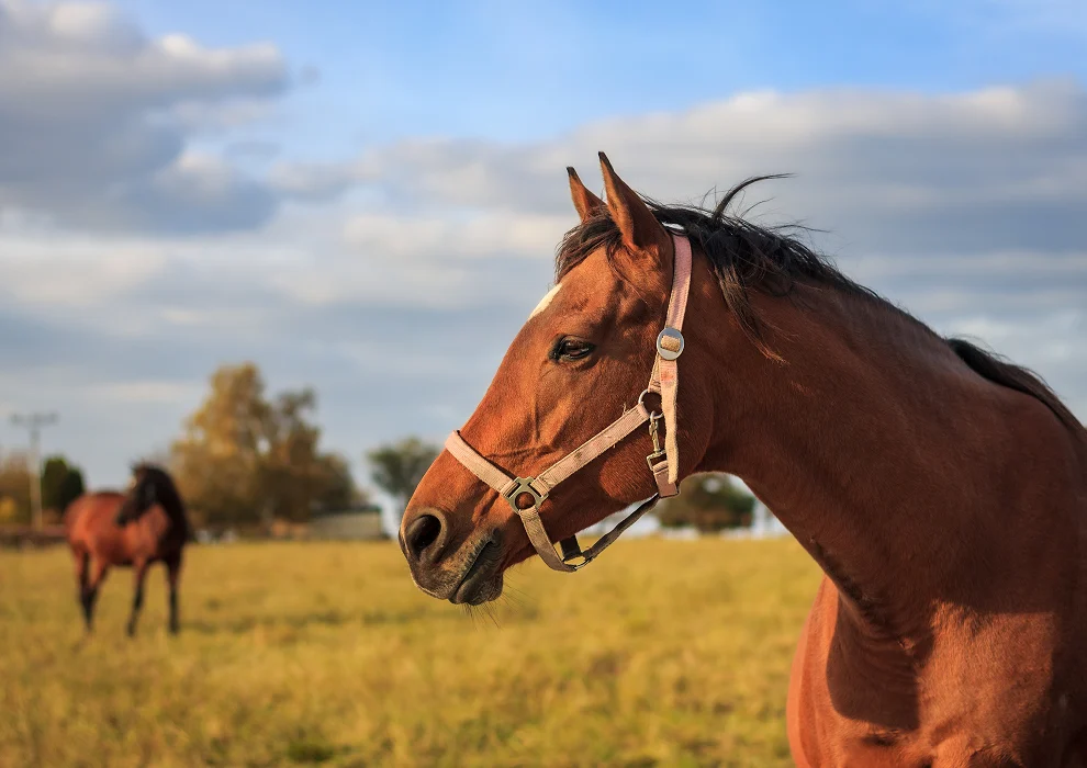 Hoefbevangenheid bij paarden: symptomen en oorzaken