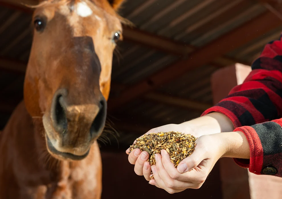 Hoefbevangenheid bij paarden: symptomen en oorzaken