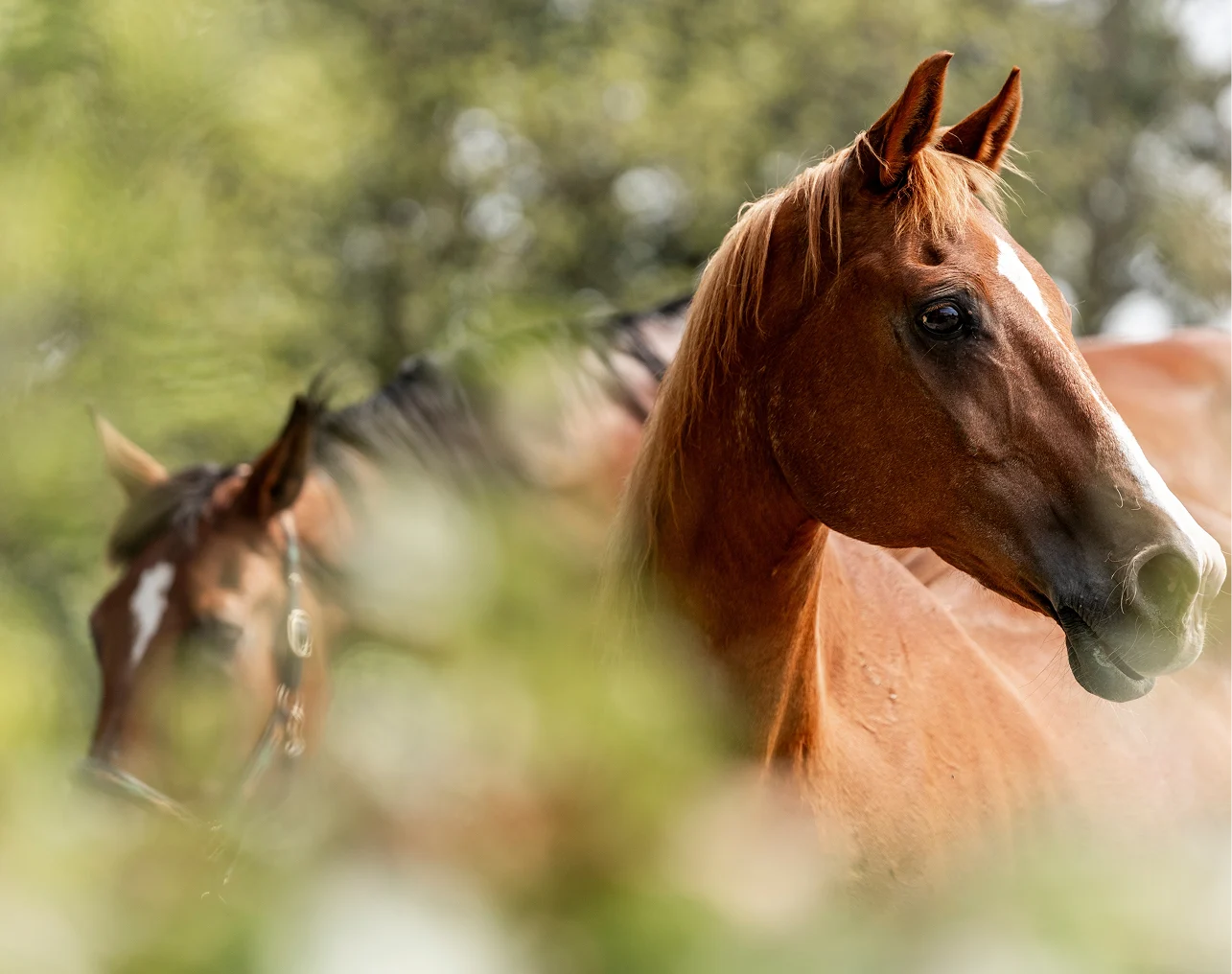 Hoefbevangenheid bij paarden: symptomen en oorzaken