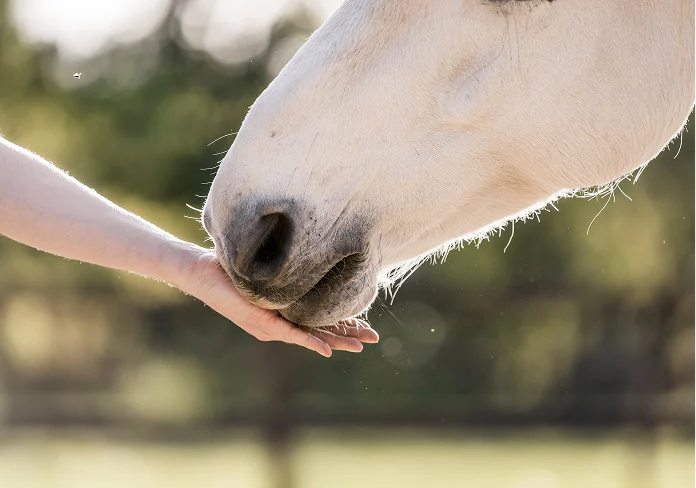 Hoefbevangenheid bij paarden: symptomen en oorzaken